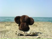 Фотография Антон Игоревич