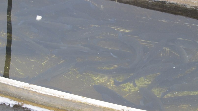 Ян Арлазоров фотография #50