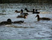 Жаннин Вильхайн фотография #32 (источник - https://vk.com/id1082585)