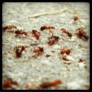 Дмитрий И:) фотография #29 (источник - https://vk.com/id153330)