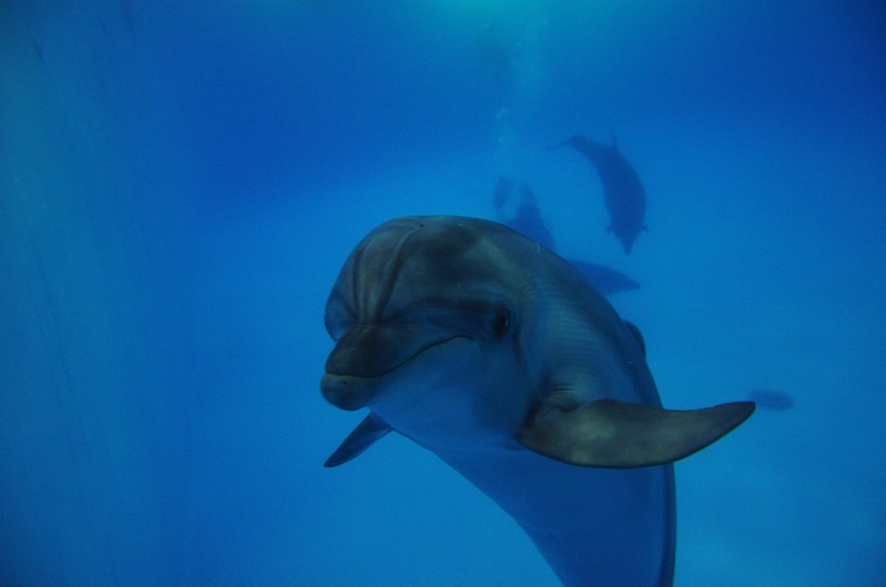 Николай Сорокин фотография #5