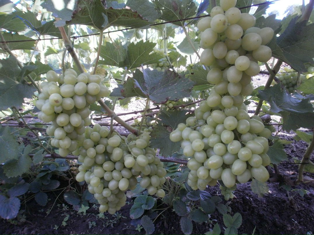 Олександр Сизоненко фотография #16