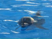 Фотография Носкова Алексея