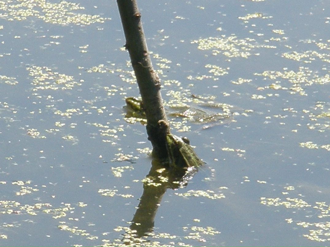 Максим Доля фотография #17