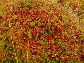 Фотография Дзогошвили Олега