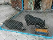 Олексій Гончар фотография #16 (источник - https://vk.com/id14295251)