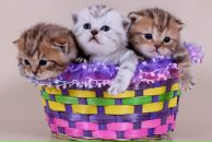 Фотография Оболкиной Елены