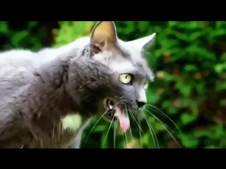 коты рыгают