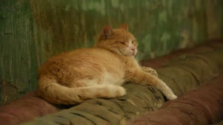 Эрмитажные коты передают привет котам из котокафе «Зоки»