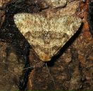 Muddy Lady фотография #38 (источник - https://vk.com/id4768656)