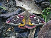 Muddy Lady фотография #33 (источник - https://vk.com/id4768656)