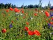 Фотография Коробковой Насти