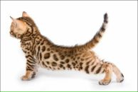 Фотография Кузнецовой Светланы