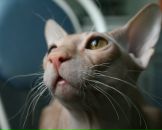 Фотография Аскеровой Катерины