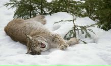 Фотография Никитиной Ирины