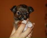 Анжела Ференці фотография #42 (источник - https://vk.com/id155272237)