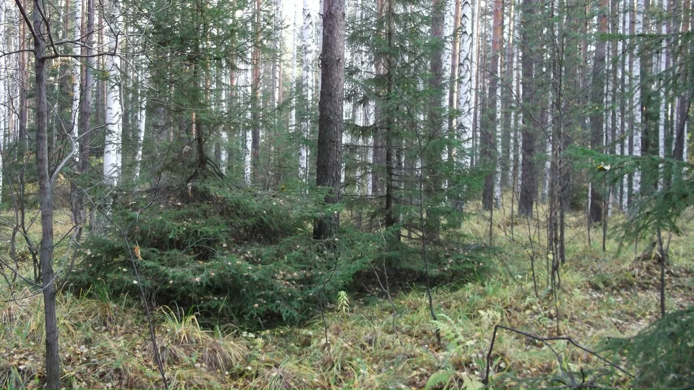 Александр Бабенко фотография #44