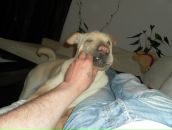 Ростік Худик фотография #31 (источник - https://vk.com/id87017695)