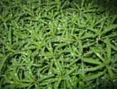 Оля Павліченко фотография #26 (источник - https://vk.com/id80105642)