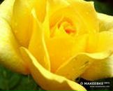 Фотография Быковой Ирины